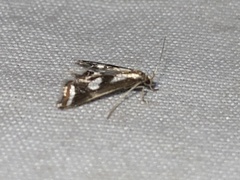 Chrysendeton imitabilis