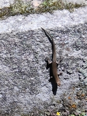 Plestiodon japonicus