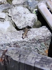 Plestiodon japonicus