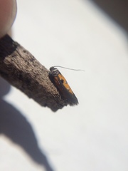 Chrysoclista linneella