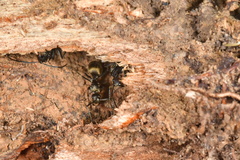 Polyrhachis illaudata