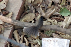 Rhipidura albogularis