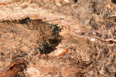 Polyrhachis illaudata