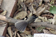 Rhipidura albogularis