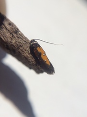 Chrysoclista linneella