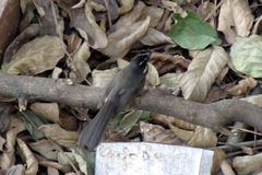 Rhipidura albogularis