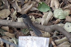 Rhipidura albogularis