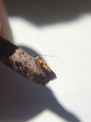 Chrysoclista linneella