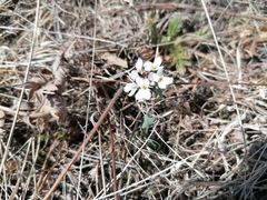 Noccaea cochleariformis