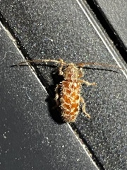 Eupogonius tomentosus