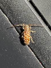 Eupogonius tomentosus