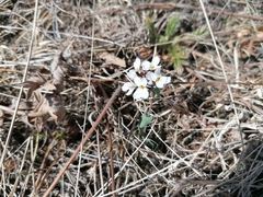 Noccaea cochleariformis