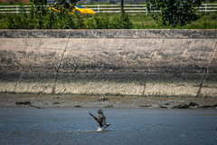 Pandion haliaetus haliaetus