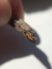 Chrysoclista linneella