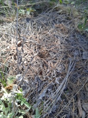 Psephellus sibiricus