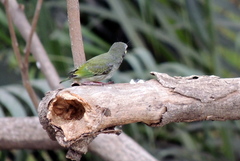 Psilopogon haemacephalus