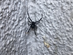 Latrodectus hesperus