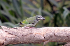 Psilopogon haemacephalus