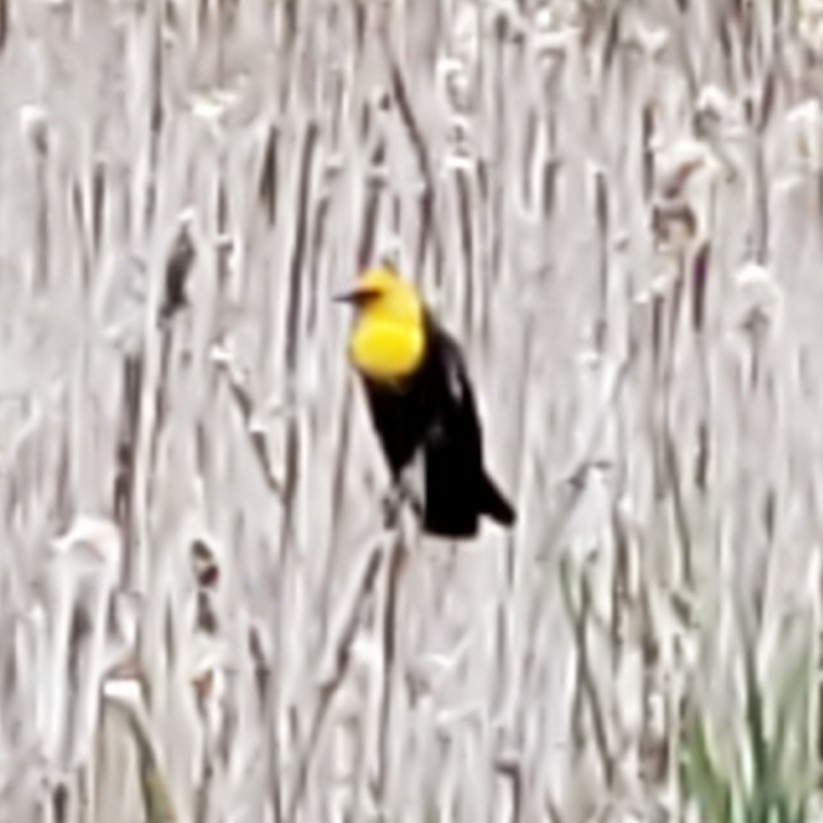 Yellow-headed Blackbird (Xanthocephalus xanthocephalus)