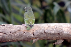 Psilopogon haemacephalus