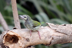 Psilopogon haemacephalus