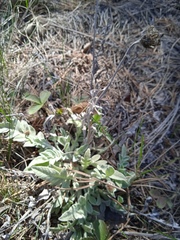 Psephellus sibiricus