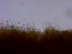 Dacrymyces variisporus