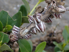 Fistulobalanus albicostatus