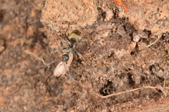 Polyrhachis illaudata