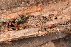 Polyrhachis illaudata