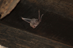 Balantiopteryx plicata
