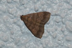 Hypenula cacuminalis