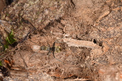 Polyrhachis illaudata