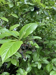Viburnum nudum