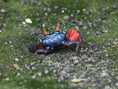 Paraleptuca splendida