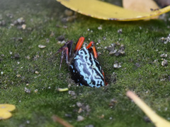 Paraleptuca splendida