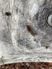 Ambigolimax valentianus