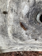 Ambigolimax valentianus