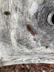 Ambigolimax valentianus