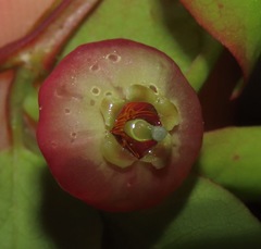 Vaccinium alaskaense