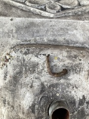 Lumbricus terrestris