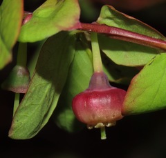 Vaccinium alaskaense