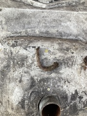 Lumbricus terrestris