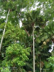 Saribus rotundifolius