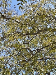 Glaucidium