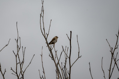 Haemorhous purpureus purpureus