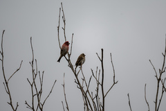 Haemorhous purpureus purpureus