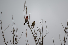 Haemorhous purpureus purpureus