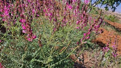 Onobrychis megataphros