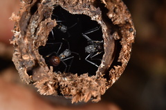 Polyrhachis abdominalis